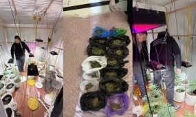 ШҚО-да полицейлер тыйым салынған өсімдіктер өсіретін фитозертхананы анықтады