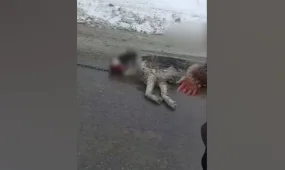 Собаку привязали к машине и тащили по земле в Алматы: стало известно о состоянии животного