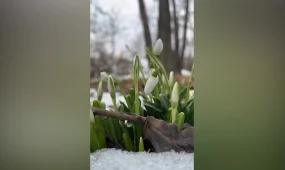 Алматыда бәйшешек гүлдеді