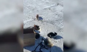 Почти двадцать кошек выбросили на трассе в Семее