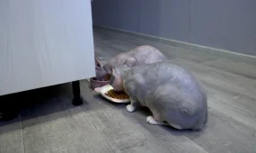 Ветеринары обеспокоены ситуацией на рынке разведения породистых животных