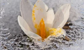 Түркістан облысында наурызек құсы оралып, бәйшешек гүлдеді