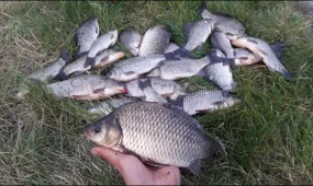 По 4,5 года тюрьмы получили два акмолинца за рыбалку в Бурабае