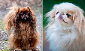 Ученые выявили еще 12 пород собак, страдающих от проблем с дыханием