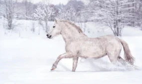 Февраль продолжает удивлять: метели, туман и перепады температур