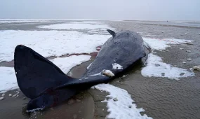 Пять кашалотов выбросились на берег в Дании