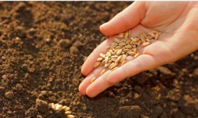 Қазақстанда отандық тұқымның жаңа сорттарының саны 3 есе артты