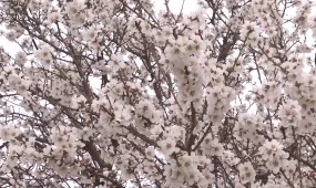 Шымкентте миндаль мен өрік ағаштары гүлдеп жатыр