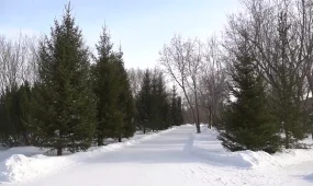 Карагандинский предприниматель выводит новый вид хвойного дерева