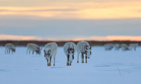 Киіктер жаппай ауылға кіруде