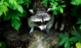 Берлин столкнулся с нашествием енотов: повреждены клиники, школы и инфраструктура