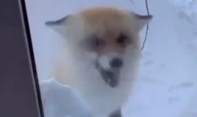 Қарағанды облысында ауыл ішіне кірген түлкі тұрғындарды шошытты