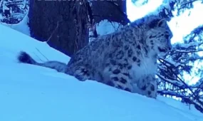 Детыныши снежного барса попали на видео под Алматы