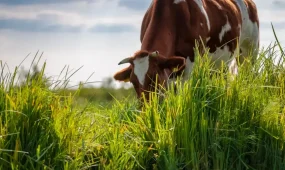 Павлодар облысында фермер 5 мың гектар жерді заңсыз иеленіп алған