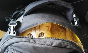 Из-за мороза всех школьников Астаны перевели на онлайн-обучение