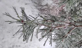 В Астане -33, в Шымкенте дождь: погода пятницу, 27 февраля