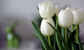 «Сізге гүл жіберді»: Алаяқтардың жаңа схемасы пайда болды