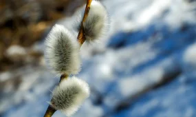 Прогноз погоды на 1 марта 2026 года в Астане, Алматы и Шымкенте