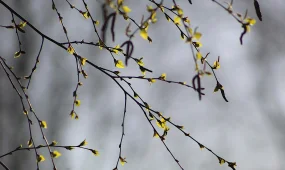 Синоптиктер наурыз айына арналған ауа райы болжамын жариялады