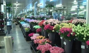 Қазақстанда гүл бағасы шарықтады