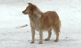 Казахстанцы массово жалуются на бродячих собак
