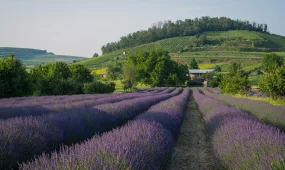 ШҚО-да 120 мың гектар жер мемлекетке қайтарылды