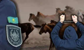 Павлодарда 40 млн теңге шығын келтірген бір топ мал ұрысы ұсталды