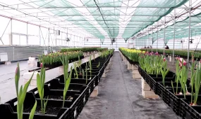 Атырауда қызғалдақ өседі