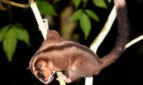 Ученые нашли животных, считавшихся вымершими шесть тысяч лет назад