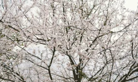 8 наурызда бірнеше өңірде ауа райы бұзылады