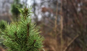 Ветер и гололед в Астане, туман - в Алматы: погодные сюрпризы 9 марта