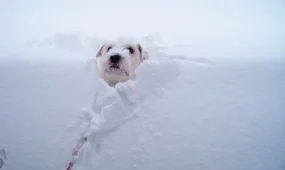 В Астане мороз и сильный ветер, в Алмате – сильный снег: погода в среду, 11 марта