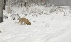 Итттердің терісін сыпырып, басын кескен