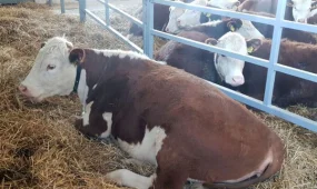 Лукашенко подарили беременную тёлочку