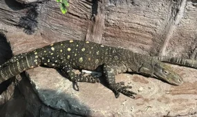 Алматы хайуанаттар бағына Индонезиядан кесірткелер жеткізілді