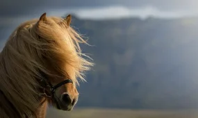 В Астане туман, в Шымкенте сильный ветер: погода в мегаполисах в понедельник, 16 марта