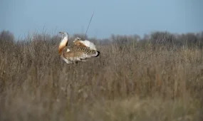 В Красную книгу необходимо внести более 70 % птиц, пока они совсем не исчезли - ученые ВКО