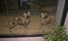 В Карагандинском зоопарке поселились «главные разбойники» саванны