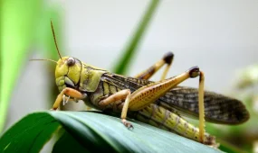 Қазақстан мен Ресей шегірткеге қарсы бірлескен жоспар әзірлейді