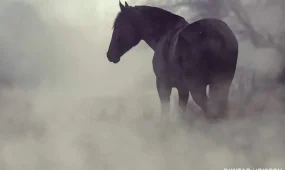 Сильный ветер в Шымкенте, туман в Астане: погода в пятницу, 20 марта