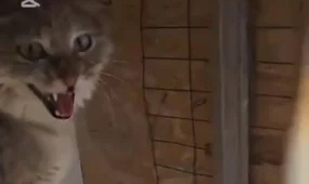 Степная кошка забрела к людям в Атырауской области