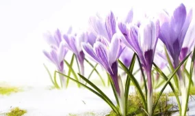 +25°С: Наурыз мерекесінде күн жылы болады