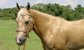 Казахстанцы снова обновили рекорд по потреблению конины