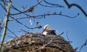 Весна вступает в силу: в Казахстан идёт тепло и осадки