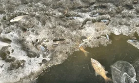 Сазды өзенінде балық қырылды