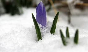 Погода в Казахстане на 25 марта 2026 года: весна с разной улыбкой природы