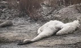 Массовую гибель лебедей зафиксировали вблизи Актау