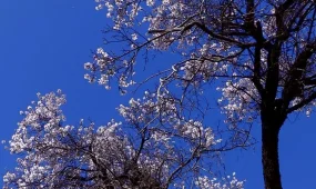 До +30 на юге Казахстана: погода на три дня