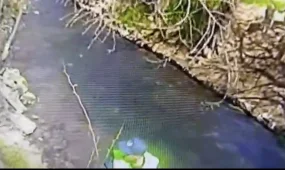 Трогательные кадры: полиция вытащила котят из реки в Шымкенте