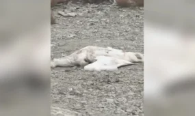 Свыше десяти мертвых лебедей обнаружили в Мангистауской области